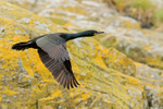 Shag portfolio