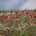 Weeds of cultivation Apennines Italy. scarlet field poppies (Papaver rhoeas), pink sainfoin (Onobrychis sp)  white ox-eye daisies( Leucanthemum vulgare,