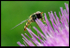 Guess the Insect 1