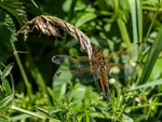 Four-spotted Chaser
