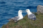 Fulmars