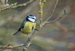 Blue Tit