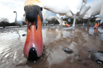 Urban swans wide angle photography_00453