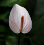 Flower Art portfolio