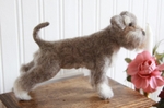 Schnauzer Photo 2.