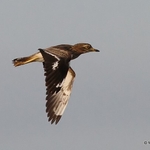Stone-curlew (Burhinus oedicnemus)