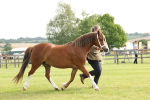 Class 6-13 - Mountatin and Moorland In Hand Welsh Breeds portfolio