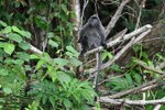 Silver leaf monkey