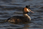 Great Crested Grebe at Otmoor