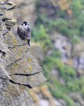 Peregrine (juvenile) perched on a cliff ledge at Durlston
