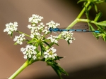 Azure Damselfly