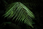 Fern Lost Gardens of Heligan-RLP33747