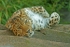 Amur leopard - Milena (Colchester Zoo)