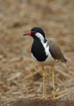 Blacksmith Plover