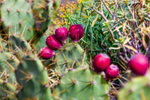 prickly pear Opuntia littoralis-7217