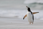 Gentoo Penguin shakes itself, Sea Lion Island, Falklands