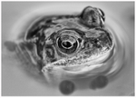 Common Frog