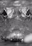 FLR004: Alligator portrait