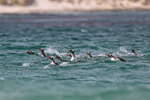Gentoo Penguins offshore before landing on Carcass Island, Falklands