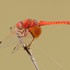 Orange-winged Dropwing (Trithemis kirbyi) M
