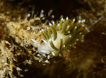 Microchlamylla gracilis var. smaragdina