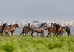 Stanpit stallion and mares - D75_9882