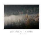 Misty Trees