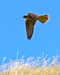 Peregrine (juvenile) in flight over long grass at Durlston
