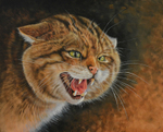Highland Tiger