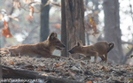 Dholes