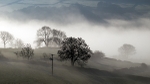 Morning Mist