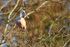 Roseate Spoonbill (juvenile) perched, Gatorland, Florida