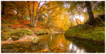 The Shimna River, Tollymore (IMG0995)
