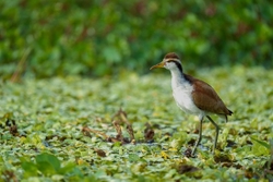 Jacana