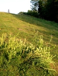 Cissbury 11