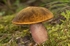 Scarletina Bolete