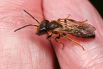 Andrena bucephala (m)