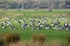 Barnacle Geese