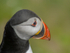 Portrait of Puffin at Saltee Island in County Wexford