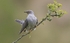 Male Cuckoo