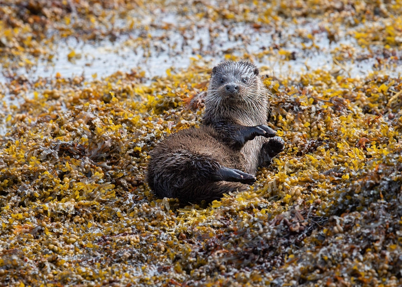 Eurasian Otter - Isle of Mull - Scotland
