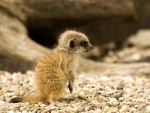 Meerkat baby