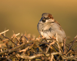 House Sparrow