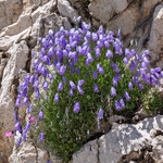 Tanfani's bellflower (Campanula tanfanii)