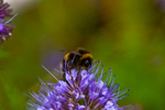 Bee on a Bllue Tansy - 3512_00009