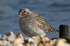 Grey Plover (winter plumage) on Brownsea Island