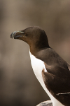Razorbill