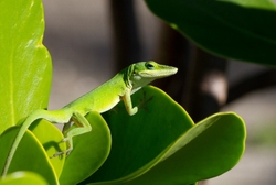 AnimalsCreatures _0070