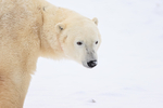 Polar Bear close to buggy, Churchill, Canada