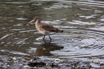 Black-tailed godwit (Limosa limosa) in winter plumage